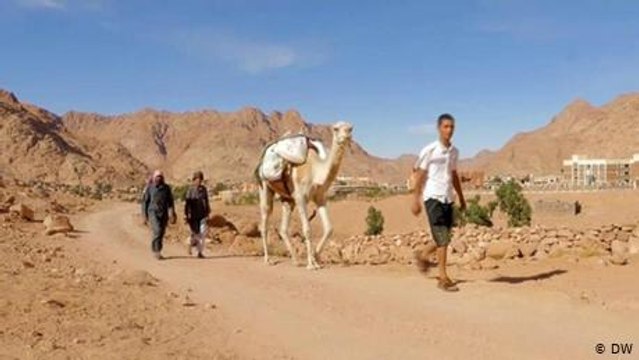 Bedouins in Egypt's Sinai return to small-scale farming