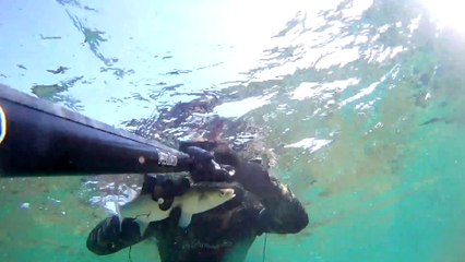 Searfishing Grey Mullet / Zıpkınla Kefal Avı