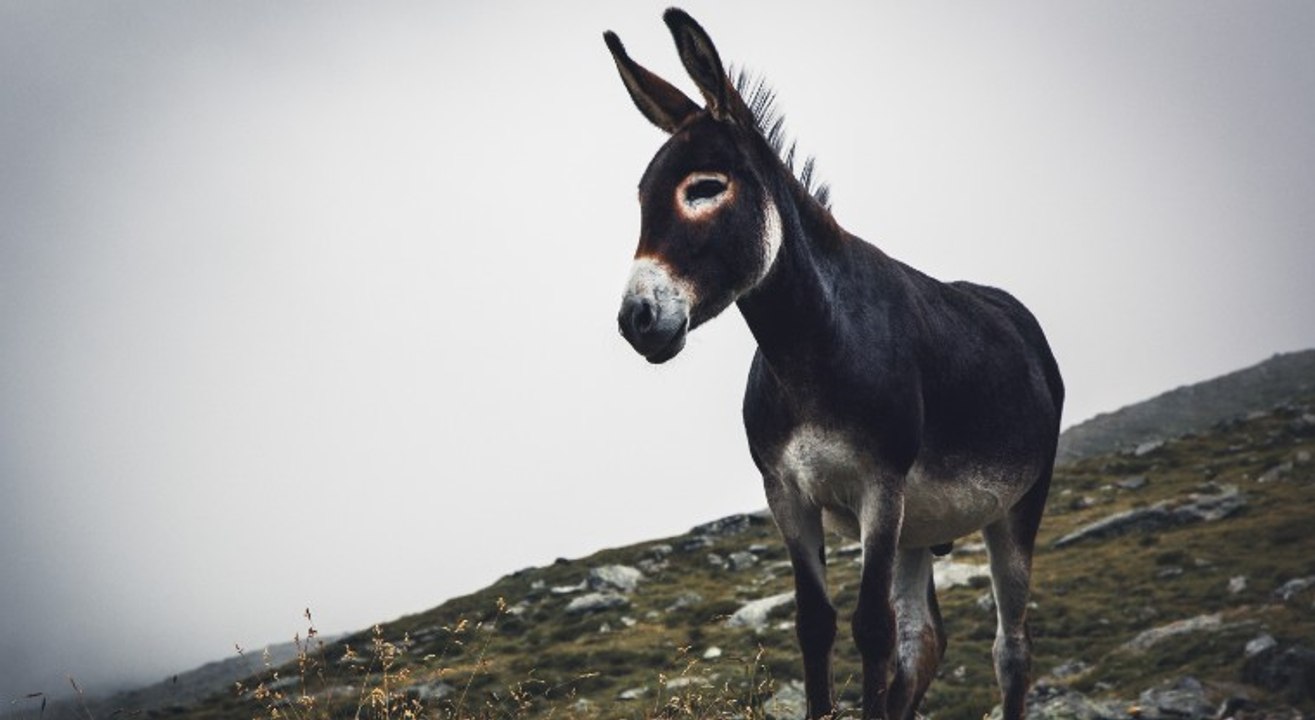 ¿Sabías el origen del famoso villancico "El Burrito Sabanero"?