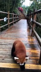 Red Panda is the cutest Animal on Earth - Nature is Amazing