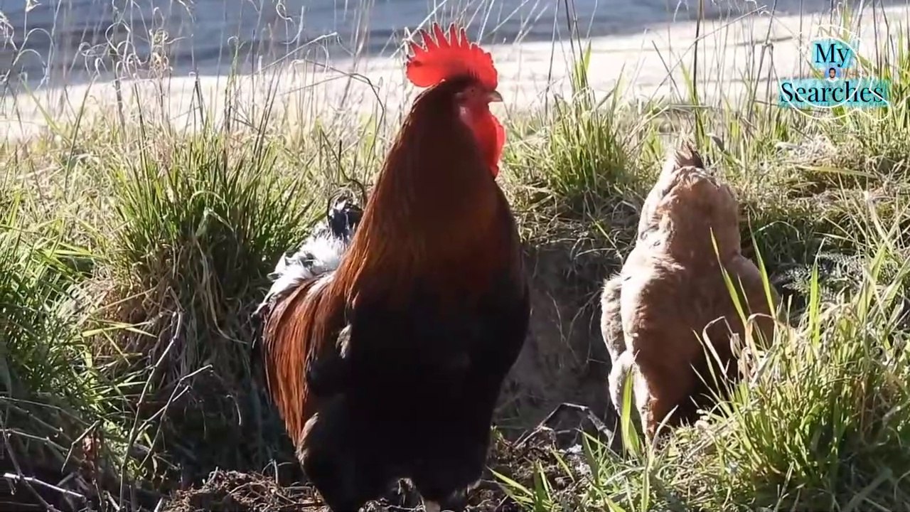 Why do hens crow in the morning with proof why do hens make noise in