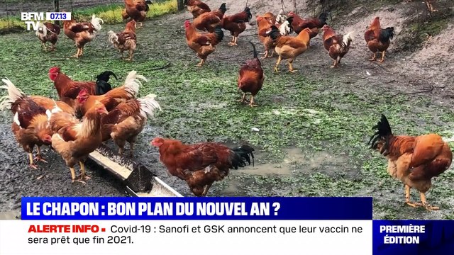 Le chapon: bon plan du Nouvel An ? - 11/12