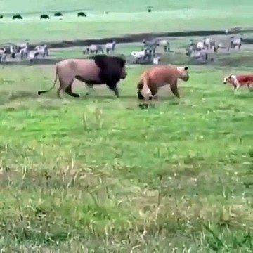 Ce chien n'a pas peur et affronte un lion et une lionne