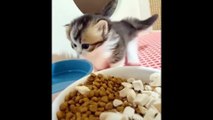 Cute Kittens Doing Funny Things Video Compilation - Cutest Animals