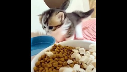 Cute Kittens Doing Funny Things Video Compilation - Cutest Animals