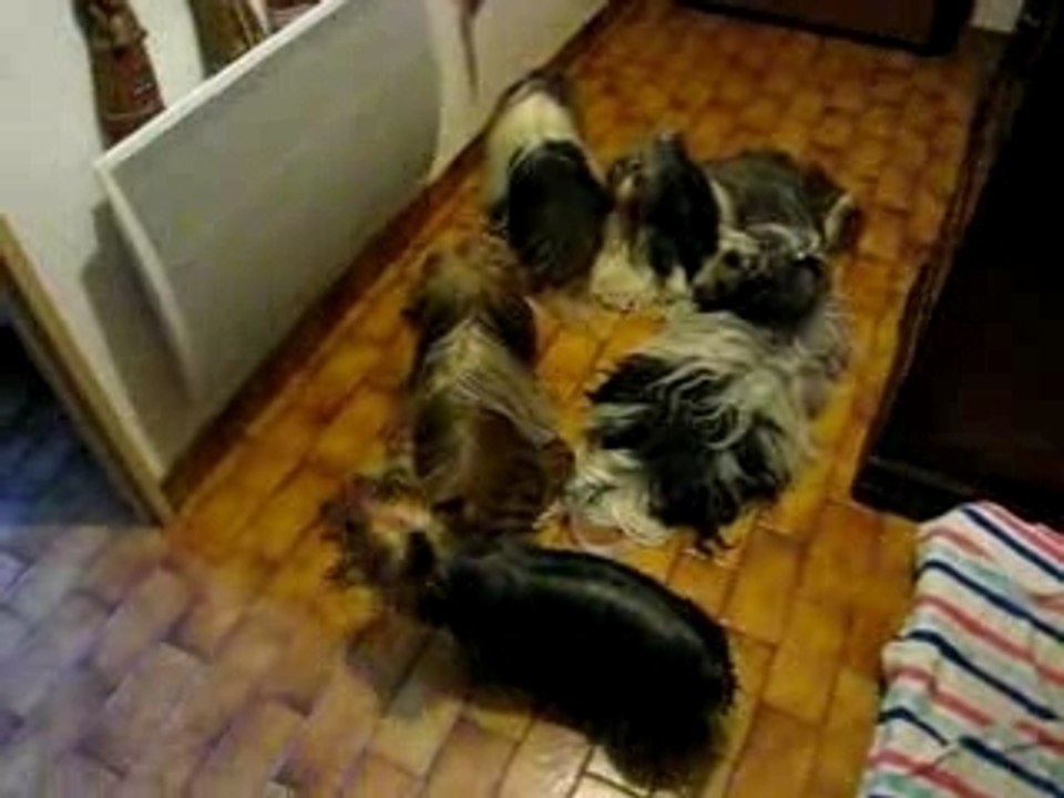Nos chiens