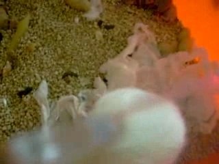 Les bibous de Isis le 22.02.2008