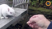 Un écureuil albinos très rare lui rend visite dans son jardin