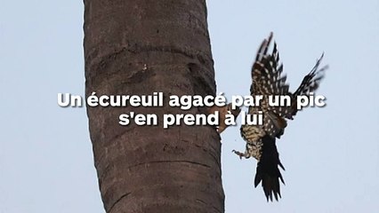 Un écureuil agacé par un pic attaque l'oiseau