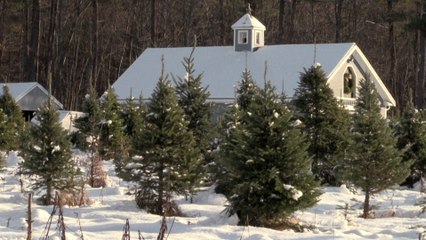 Feel-Good-Countdown, 19: Die Weihnachtsbaumfarm