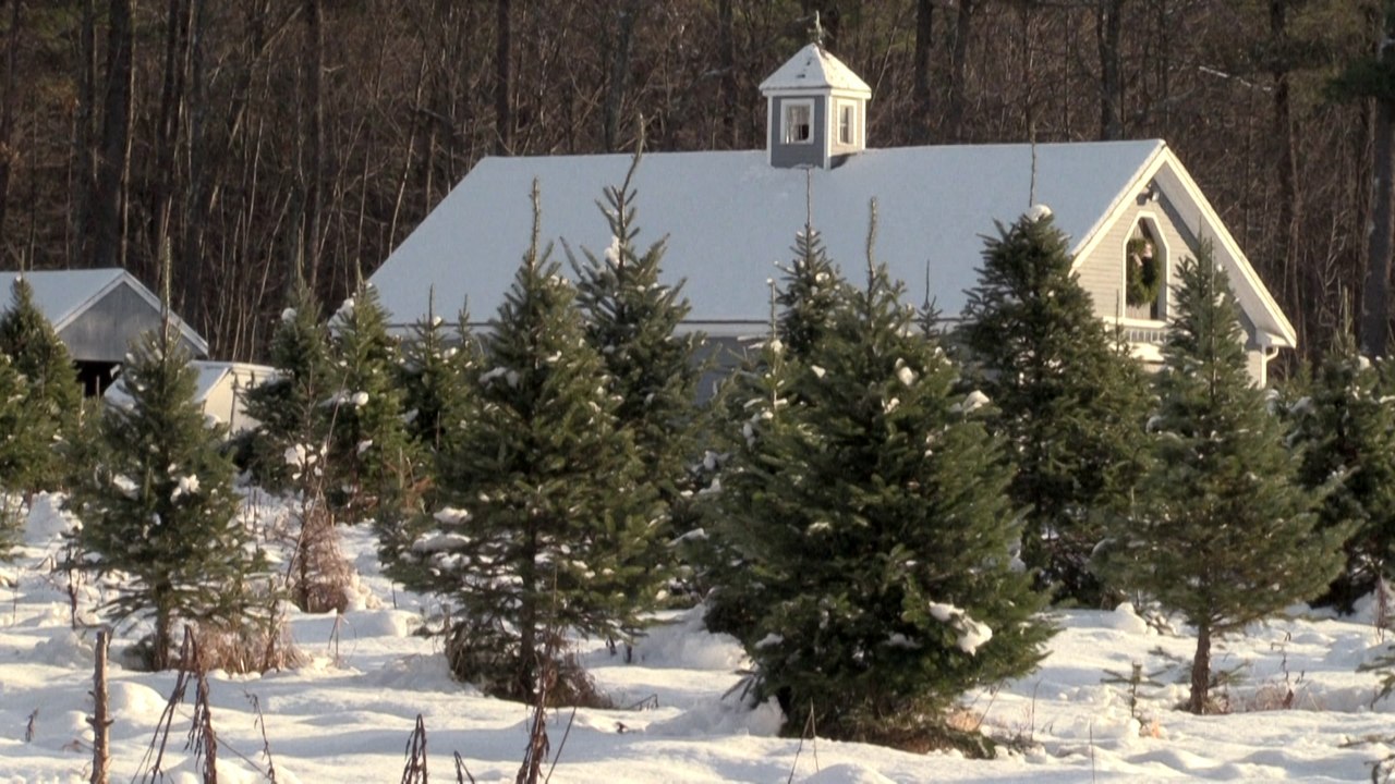 Feel-Good-Countdown, 19: Die Weihnachtsbaumfarm