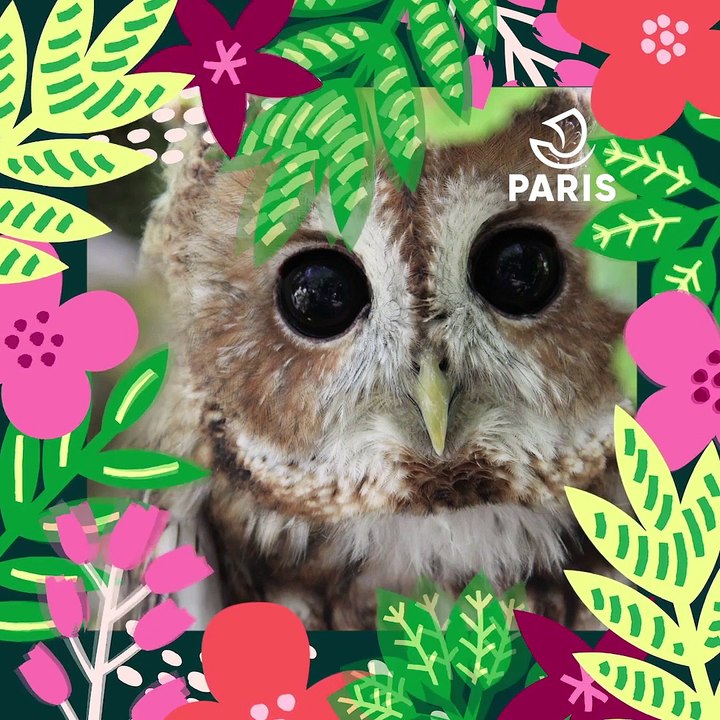 Brèves de nature sauvage à Paris : La chouette hulotte