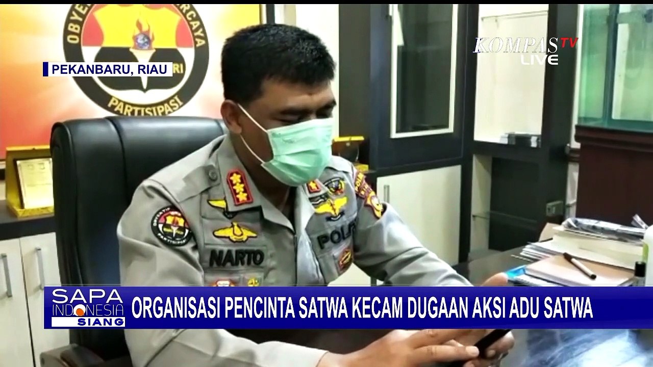 Organisasi Satwa Kecam Video Dugaan Adu Satwa Dilindungi dengan Seekor Anjing!