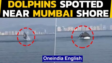 Dolphins near Mumbai shore astonish people: Viral video | Oneindia News