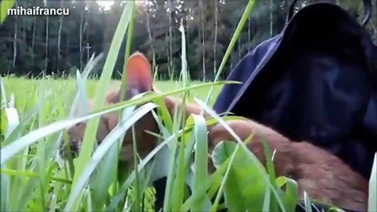 Funny Cats And Kittens Meowing Compilation 2020.