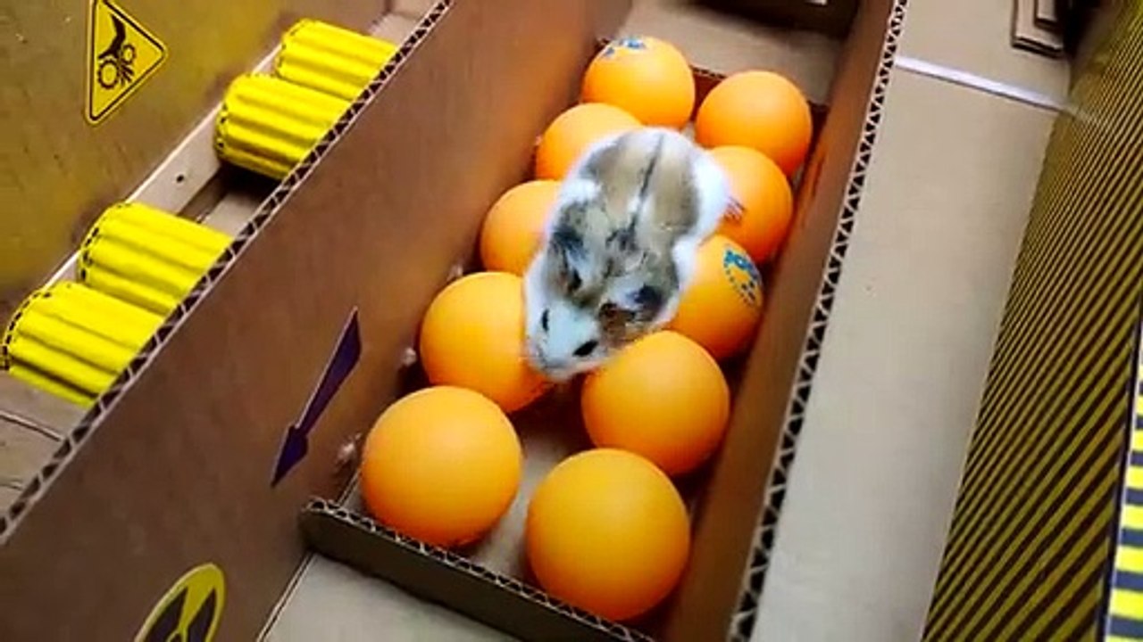 L'évasion de Mister Hamster