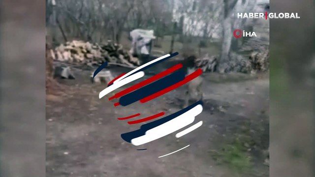 Sevgiyle yaklaştığı karacayı eliyle besledi