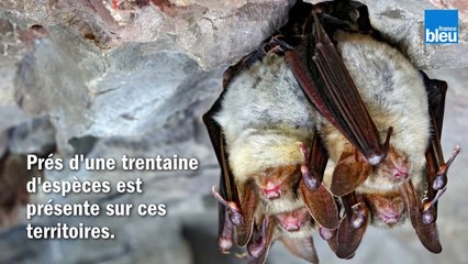 Grand_Prix_Natura_2000 - Action de réseau - Chauves-souris_