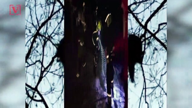 Rude Raccoon: Watch As Raccoon Scurries Away After Being Rescued From Tree