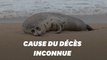 En Russie, près de 300 phoques retrouvés morts sur une plage