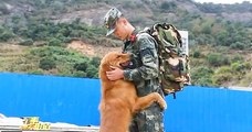 Après des années de relation, ce golden retriever de l'armée refuse de laisser partir à la retraite son maître-chien