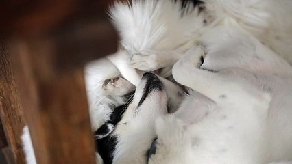 Funny animals videos for kids