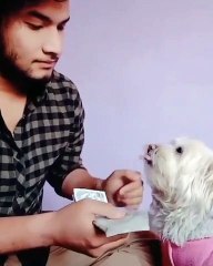 Funny animals videos for kids, funny videos for kids, funny videos, fun,entertainment, happiness, Entertainment, excitement, laughter, happiness, Entertainment,