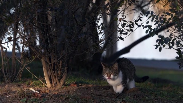 Funny animals videos for kids, funny videos for kids, funny videos, fun,entertainment, happiness, Entertainment