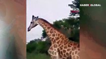 Kızgın zürafa turistleri böyle kovaladı