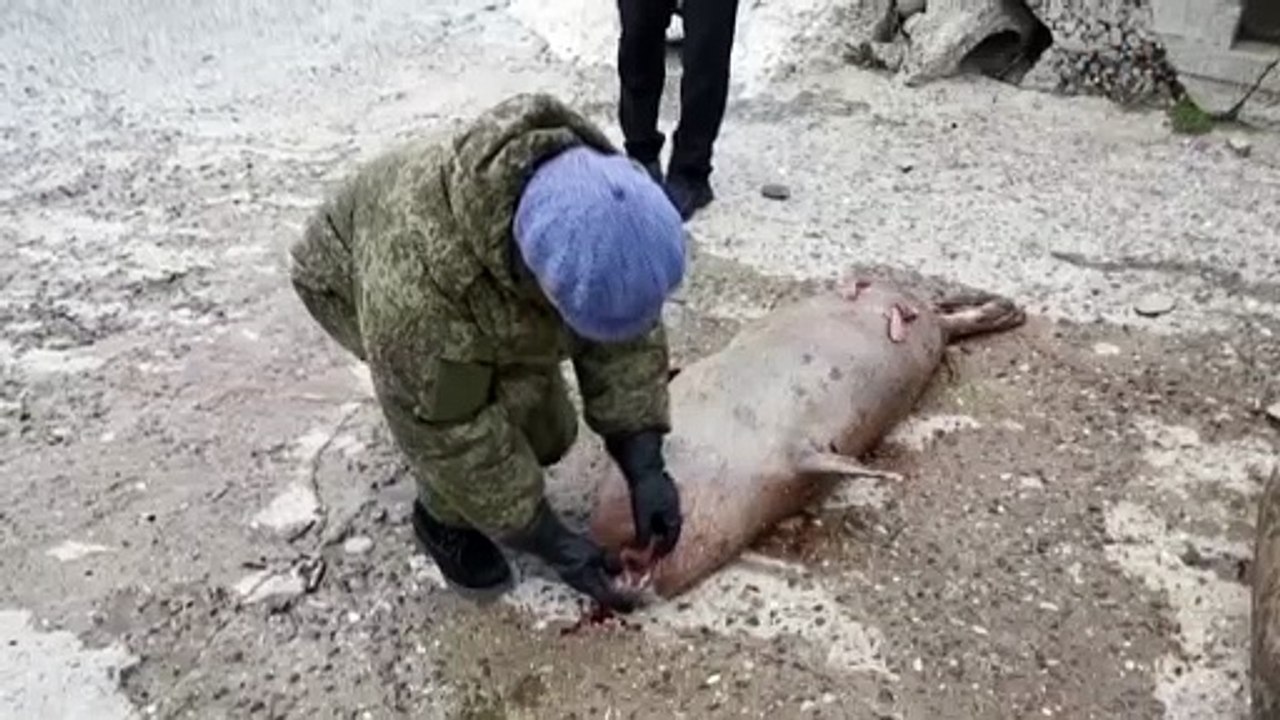 Behörden rätseln - Warum sterben die Robben im Kaspischen Meer?