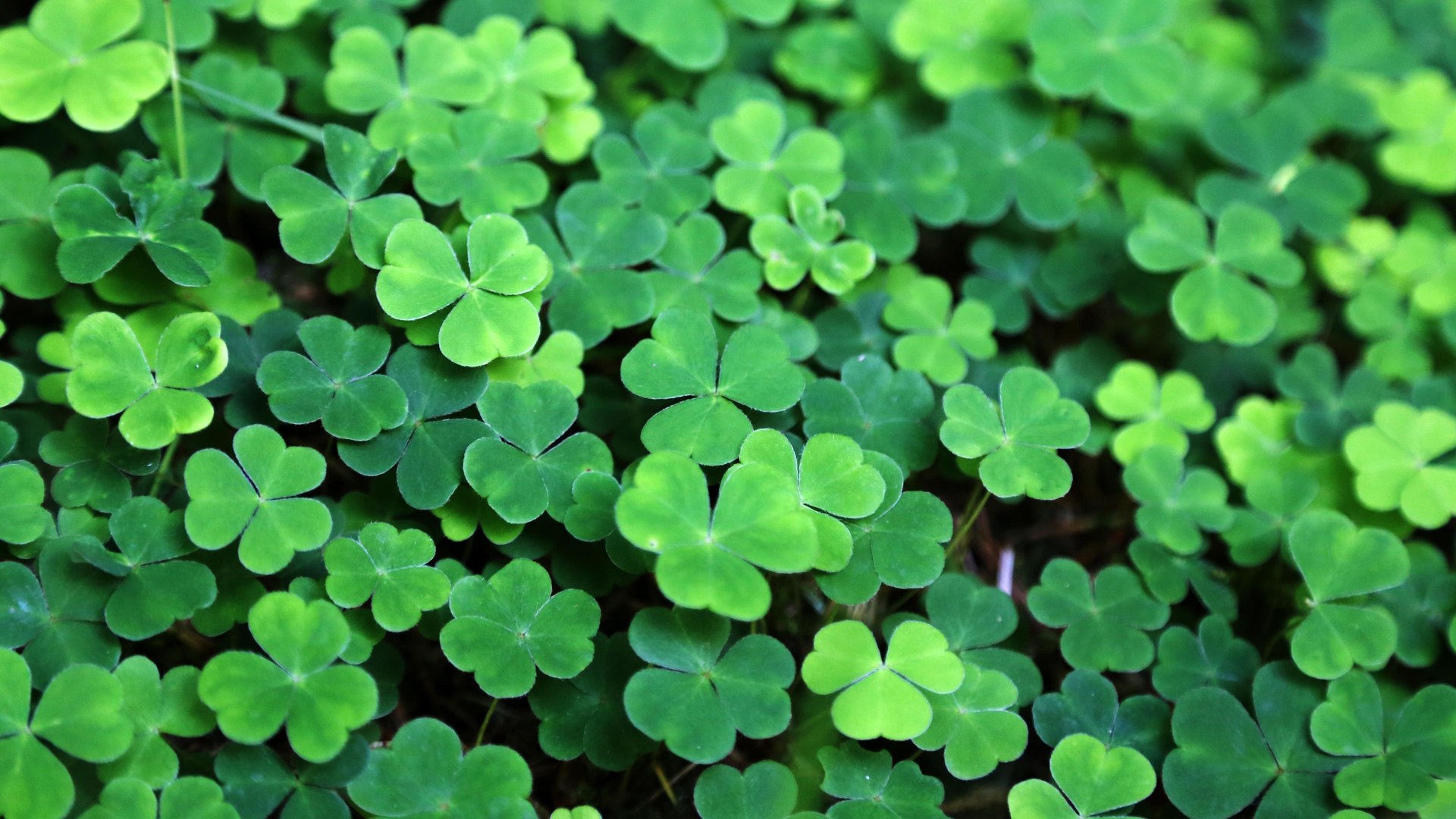 ⁣6 Things You Should Know About St. Patrick's Day