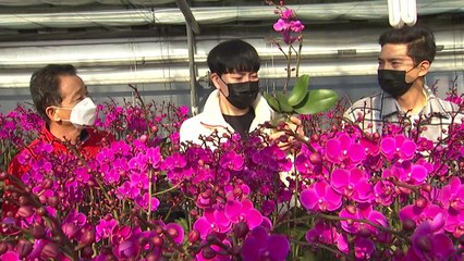 [청년농부] "우리도 코로나와 전쟁 중"...호접란 키우는 두 형제 / YTN