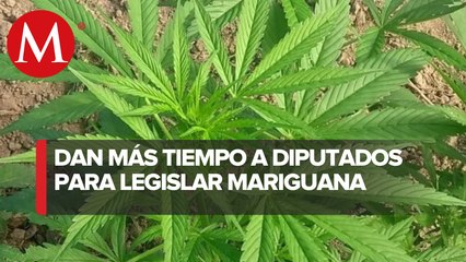 Corte concede nueva prórroga a Cámara de Diputados para legislar sobre la mariguana