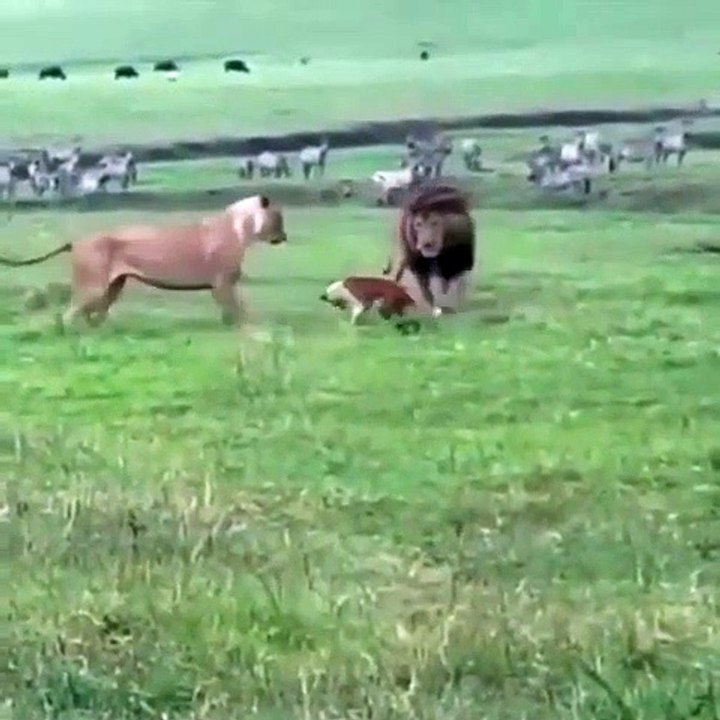 Ce chien n'a peur de rien et surtout pas des lions