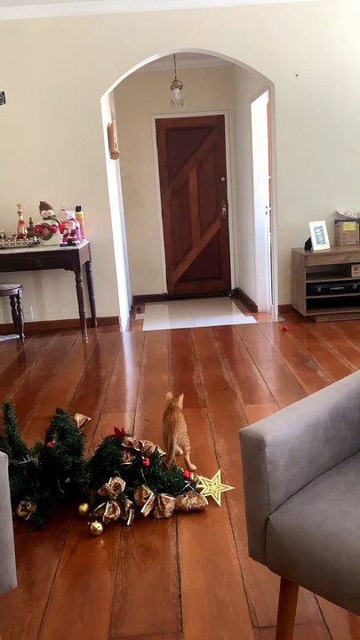Cat Climbing Christmas Tree Pulls it Over