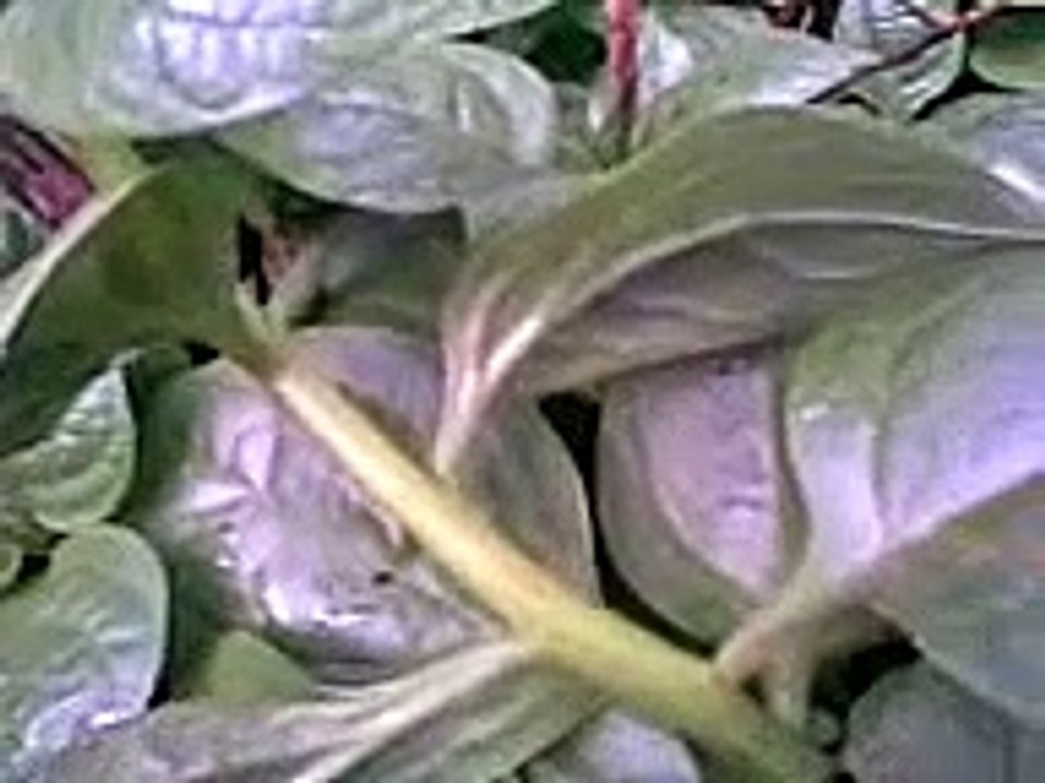 Bertalha (Basella alba)