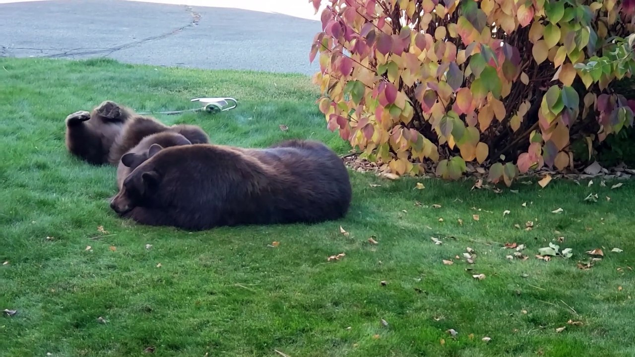 Three Visiting Bears Enjoying a Nap