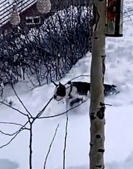 Frenchie Playing in the Powder