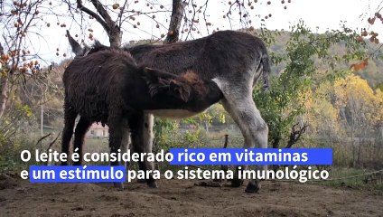 A nova moda: leite de mula