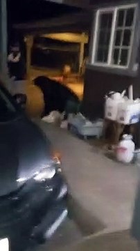 Hotel Guest Unknowingly Walks Right Next to Bear Digging Through Garbage