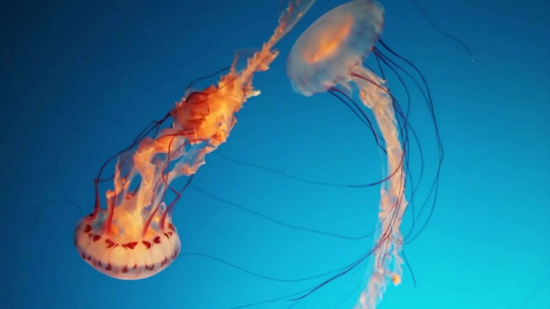 ⁣Amazing Ocean Life | Relaxing Musics with , Study Music, Focus Music, Meditation Music, Sleep Music