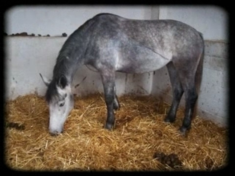 Pirouette (L)