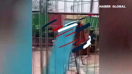 Sirkte korku dolu anlar! Kaplan eğitmene saldırdı