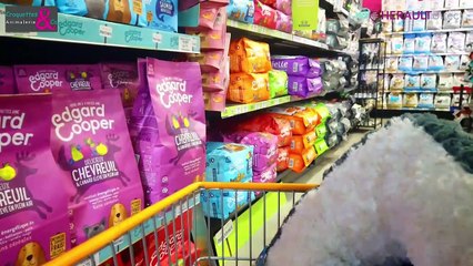 Avec Croquettes & Co à Agde vos compagnons vont être gâtés à Noël !