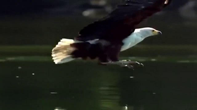 Most Spectacular EAGLES and Raptors Attacks! Eagle vs Wolf, Goat, Snake, Monkey, & other Animals