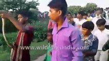 Devotees parade with snakes on Nag Panchami in Samastipur, Bihar