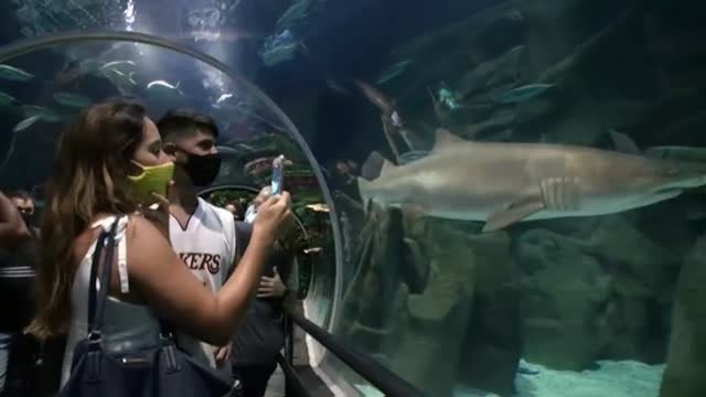 Papá Noel y Mamá Noel bucean entre tiburones en el acuario de Río de Janeiro