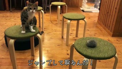 家で猫専用アスレチックを作ったら、思いのほか楽しんでくれました！【キジ三毛のまる】-cute cat-