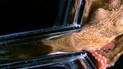 Deadly 60 S02E02 British Columbia