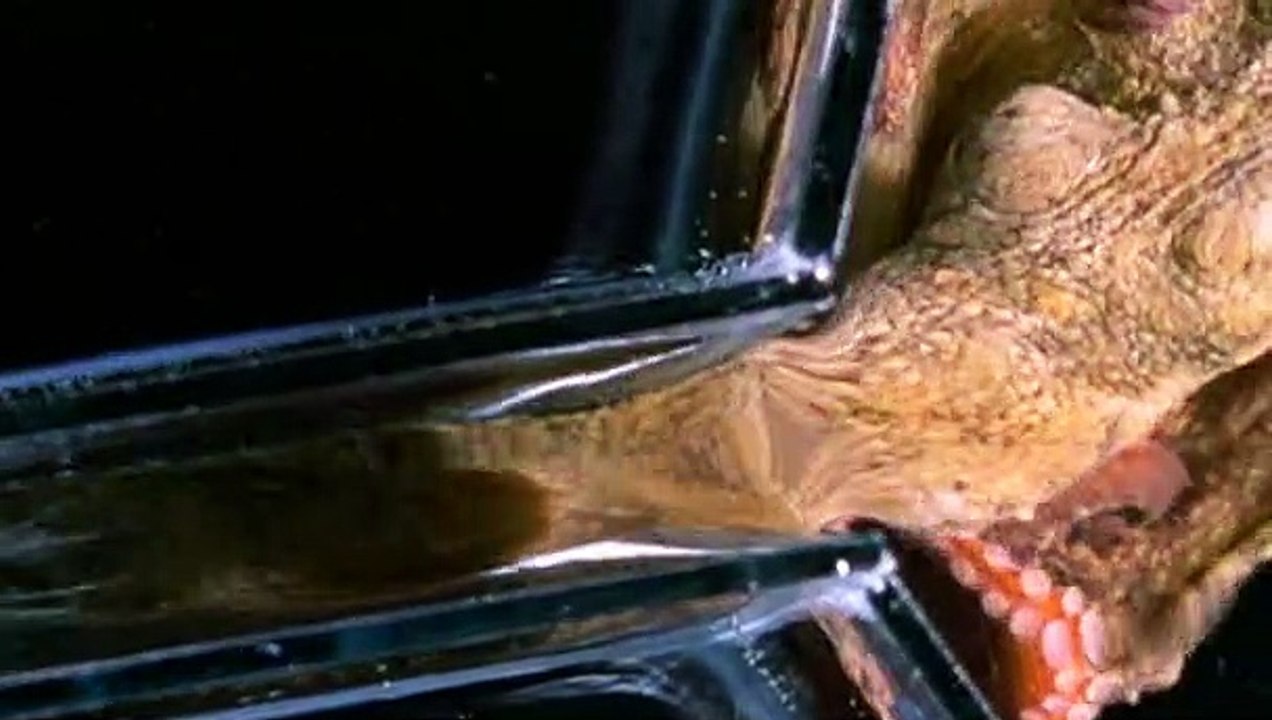 Deadly 60 S02E02 British Columbia